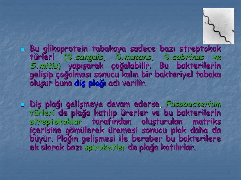 Bu glikoprotein tabakaya sadece bazı streptokok türleri (S.sanguis, S.mutans, S.sobrinus ve S.mitis) yapışarak çoğalabilir.